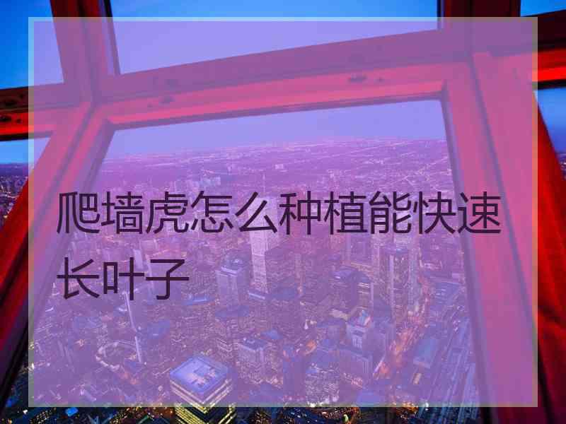 爬墙虎怎么种植能快速长叶子 爬墙虎怎么种植能快速长叶子