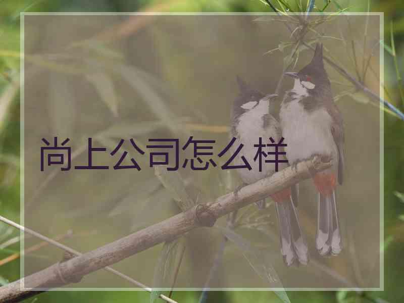 尚上公司怎么样 尚上公司怎么样