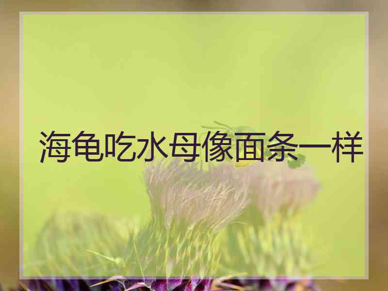 海龟吃水母像面条一样 海龟吃水母像面条一样