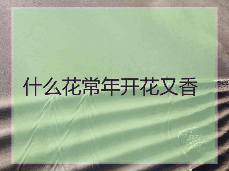 什么花常年开花又香 什么花常年开花又香