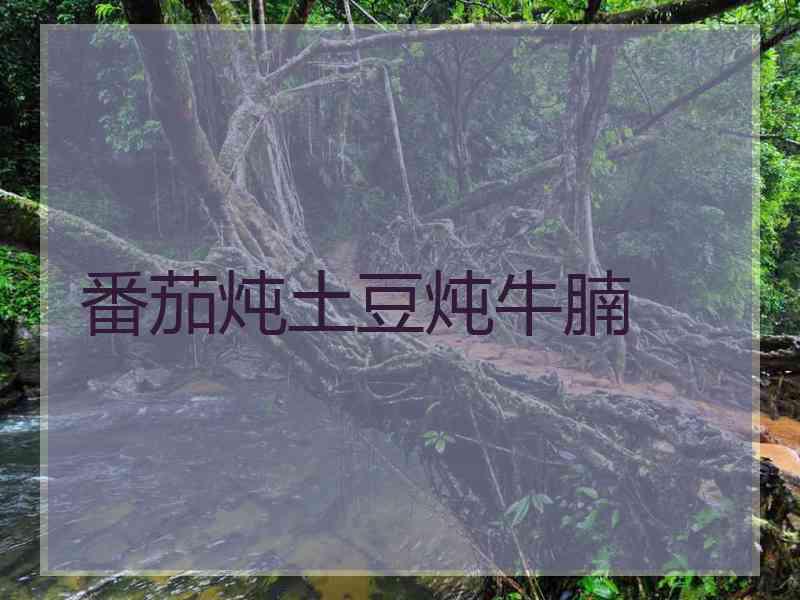 番茄炖土豆炖牛腩 番茄炖土豆炖牛腩