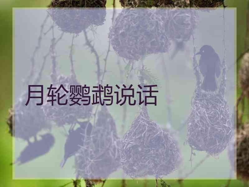 月轮鹦鹉说话 月轮鹦鹉说话