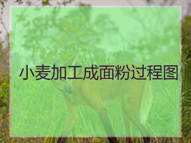 小麦加工成面粉过程图 小麦加工成面粉过程图