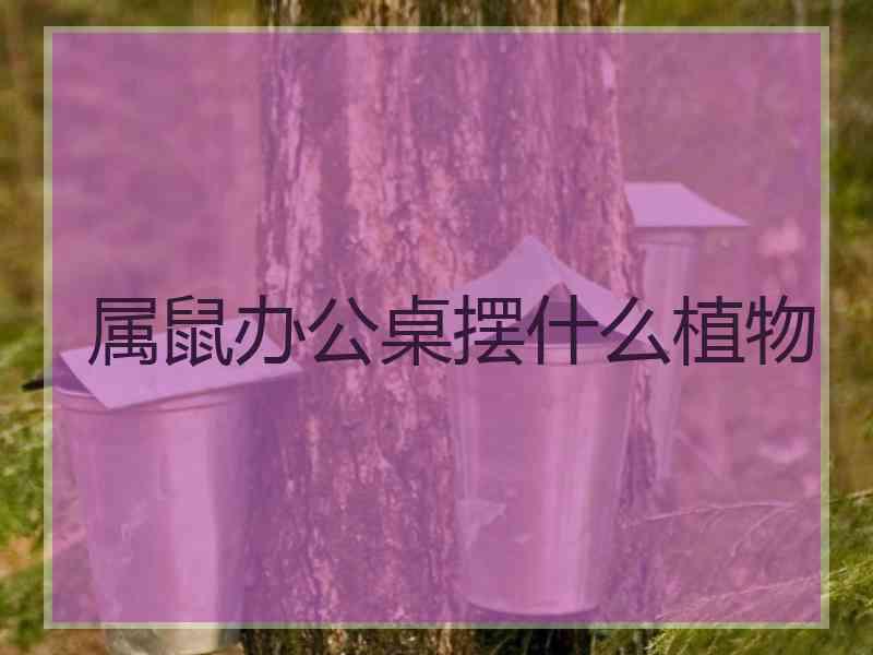 属鼠办公桌摆什么植物 属鼠办公桌摆什么植物