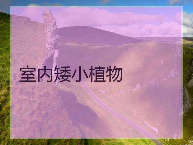 室内矮小植物 室内矮小植物