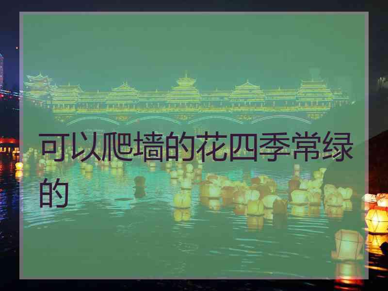 可以爬墙的花四季常绿的 可以爬墙的花四季常绿的