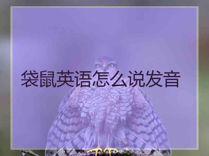 袋鼠英语怎么说发音 袋鼠英语怎么说发音