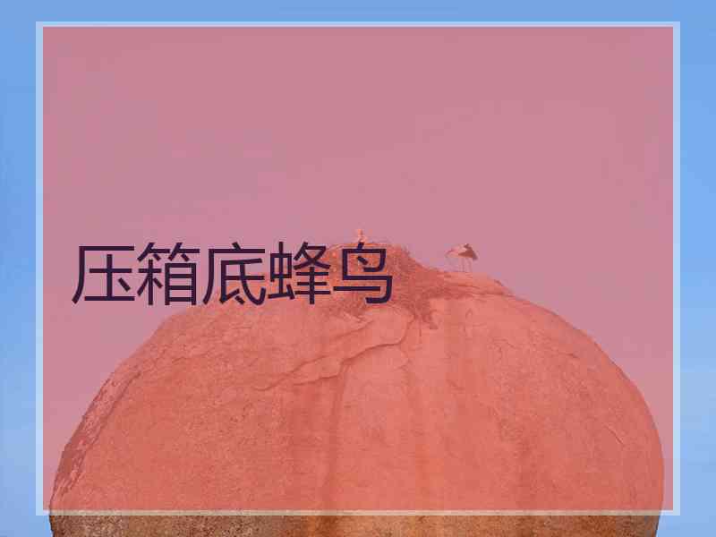 压箱底蜂鸟 压箱底蜂鸟