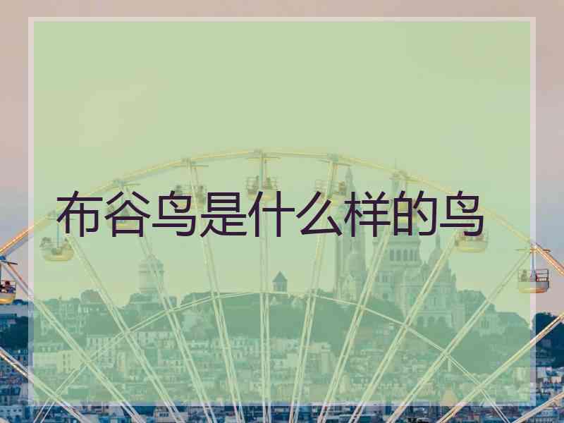 布谷鸟是什么样的鸟 布谷鸟是什么样的鸟