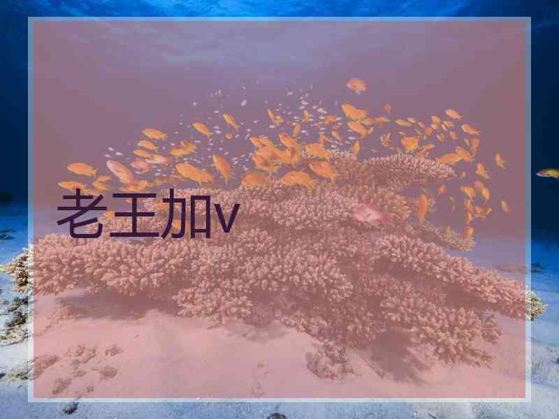 老王加v