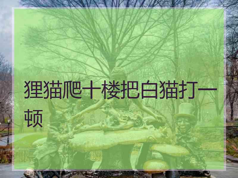 狸猫爬十楼把白猫打一顿
