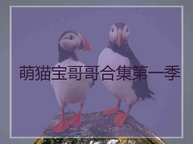 萌猫宝哥哥合集第一季