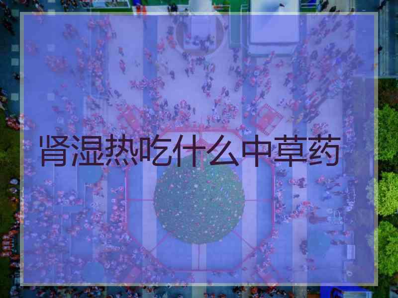 肾湿热吃什么中草药
