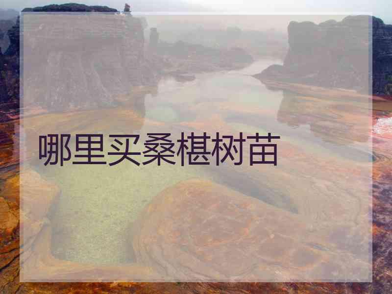 哪里买桑椹树苗