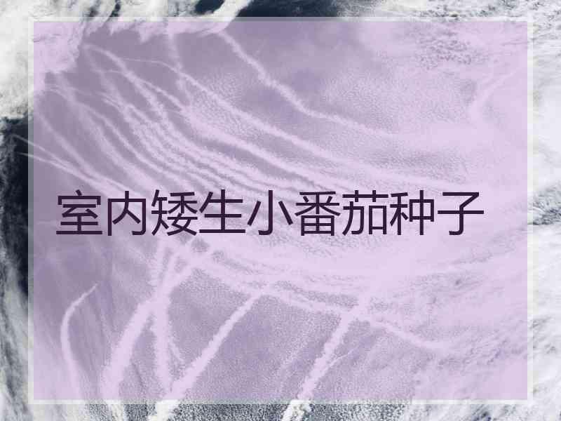 室内矮生小番茄种子
