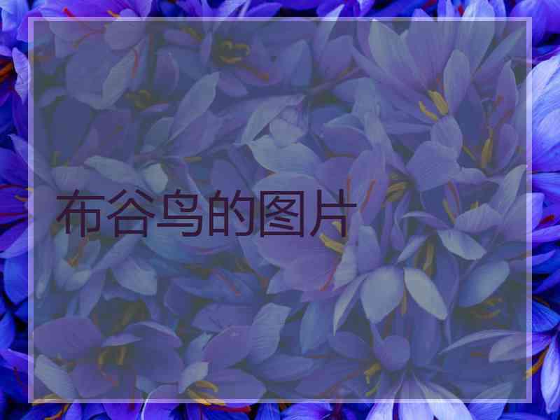 布谷鸟的图片