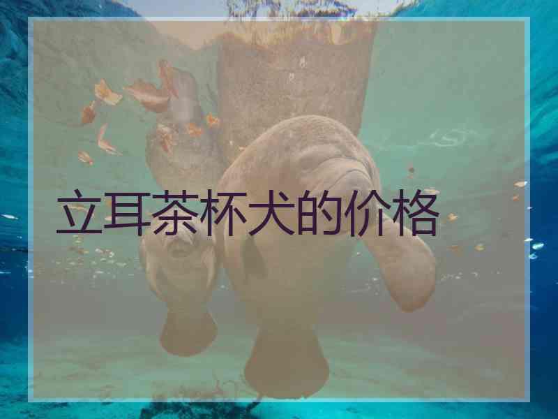 立耳茶杯犬的价格