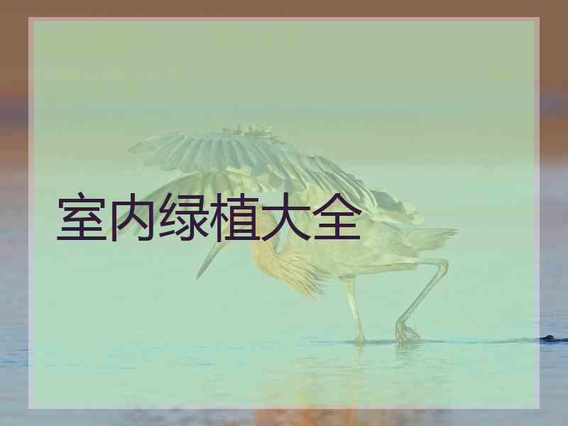 室内绿植大全