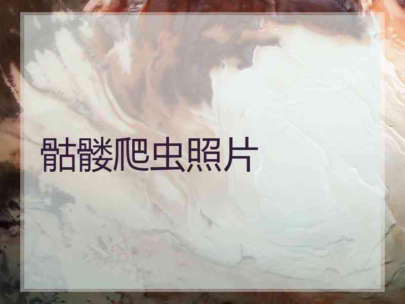 骷髅爬虫照片