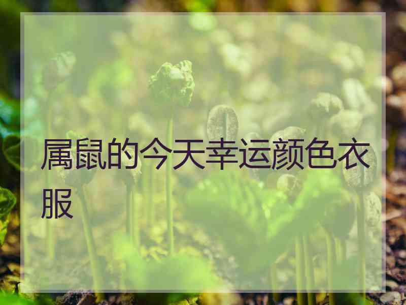 属鼠的今天幸运颜色衣服