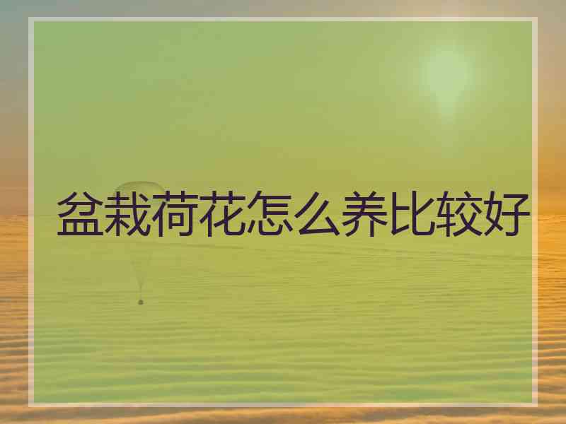 盆栽荷花怎么养比较好