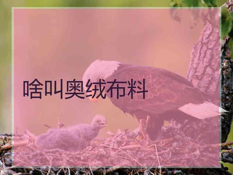 啥叫奥绒布料