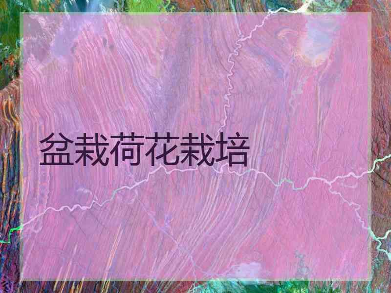 盆栽荷花栽培