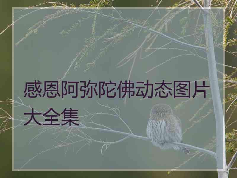 感恩阿弥陀佛动态图片大全集