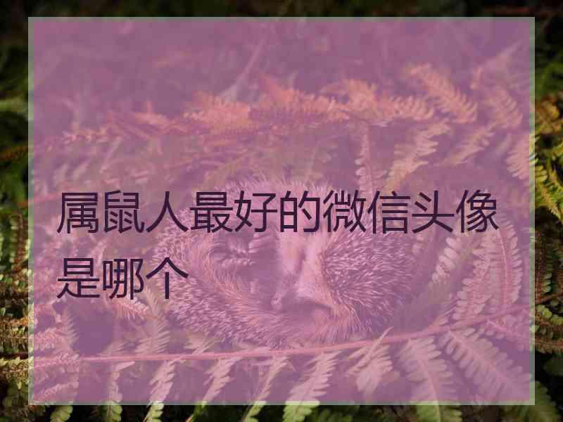属鼠人最好的微信头像是哪个