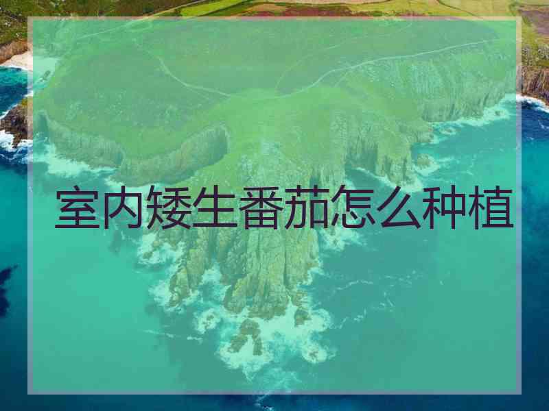 室内矮生番茄怎么种植