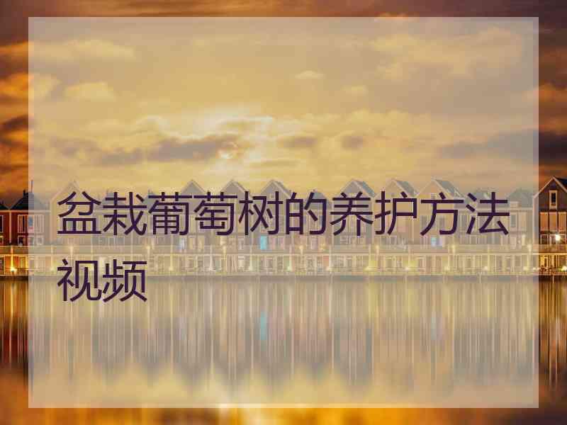 盆栽葡萄树的养护方法视频