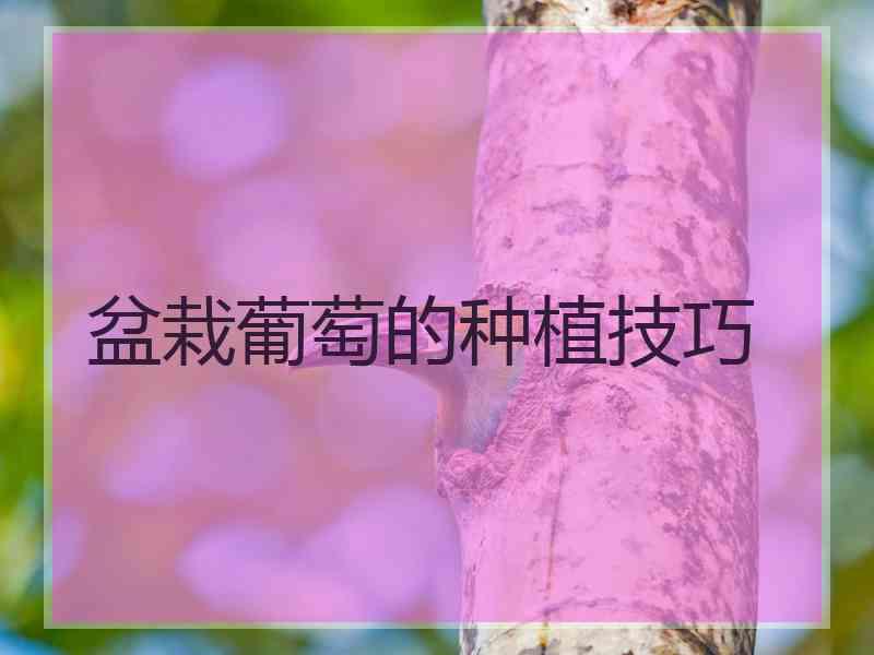 盆栽葡萄的种植技巧