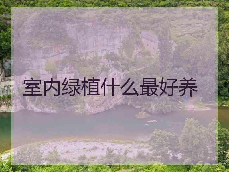 室内绿植什么最好养