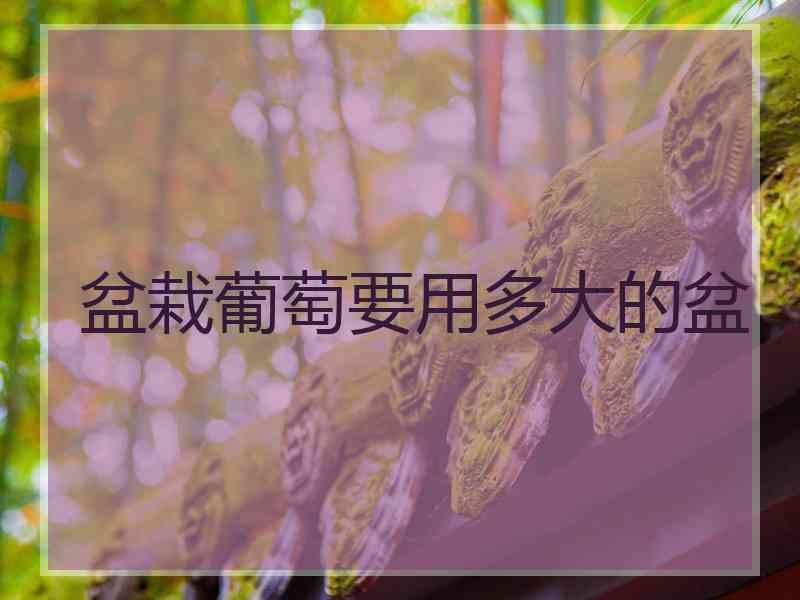 盆栽葡萄要用多大的盆