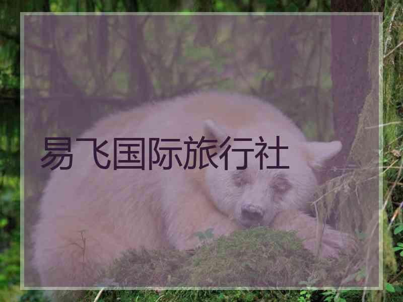 易飞国际旅行社
