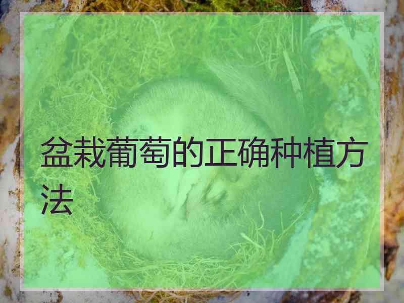盆栽葡萄的正确种植方法