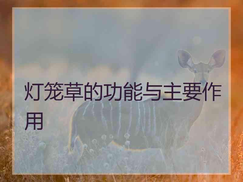 灯笼草的功能与主要作用