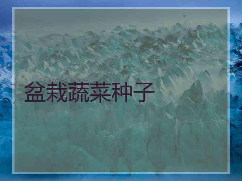 盆栽蔬菜种子