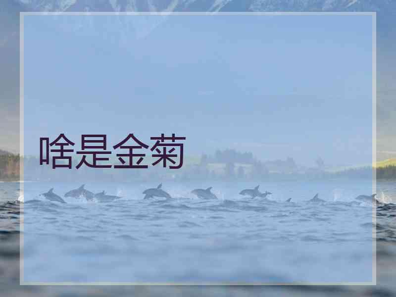 啥是金菊