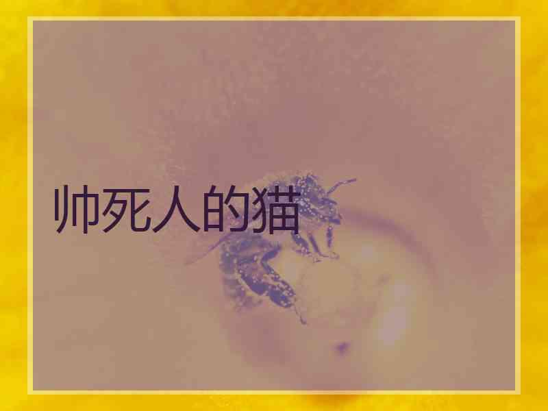帅死人的猫