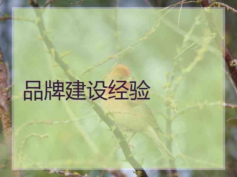 品牌建设经验