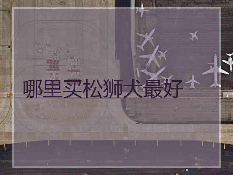 哪里买松狮犬最好