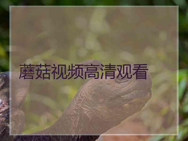 蘑菇视频高清观看