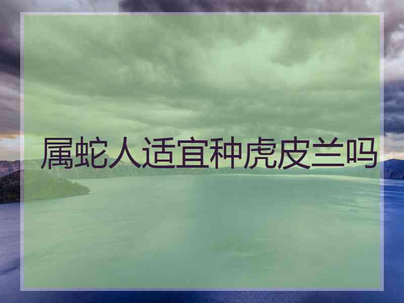 属蛇人适宜种虎皮兰吗