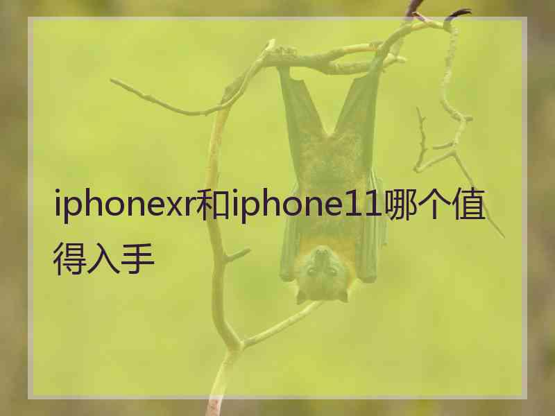 iphonexr和iphone11哪个值得入手