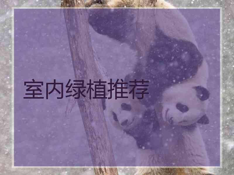 室内绿植推荐