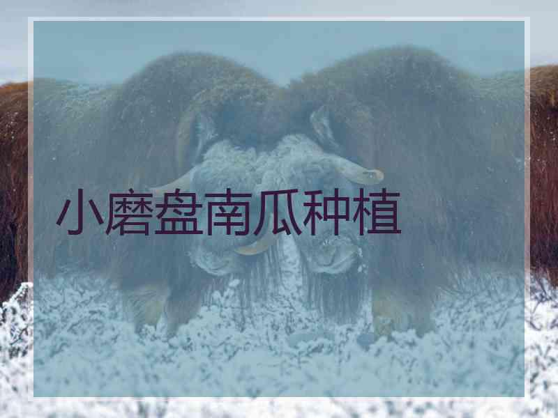 小磨盘南瓜种植