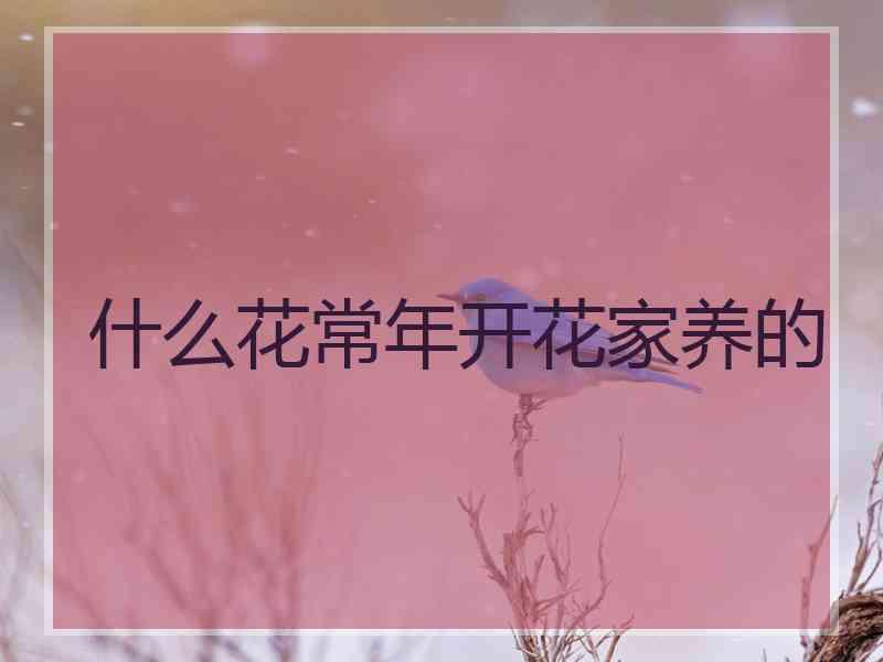 什么花常年开花家养的