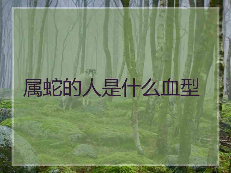 属蛇的人是什么血型