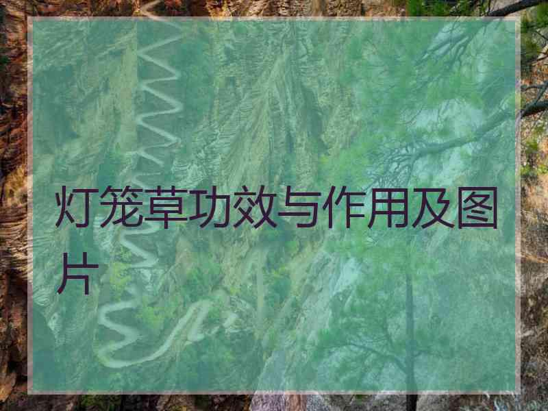 灯笼草功效与作用及图片
